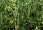 Sweet Peas